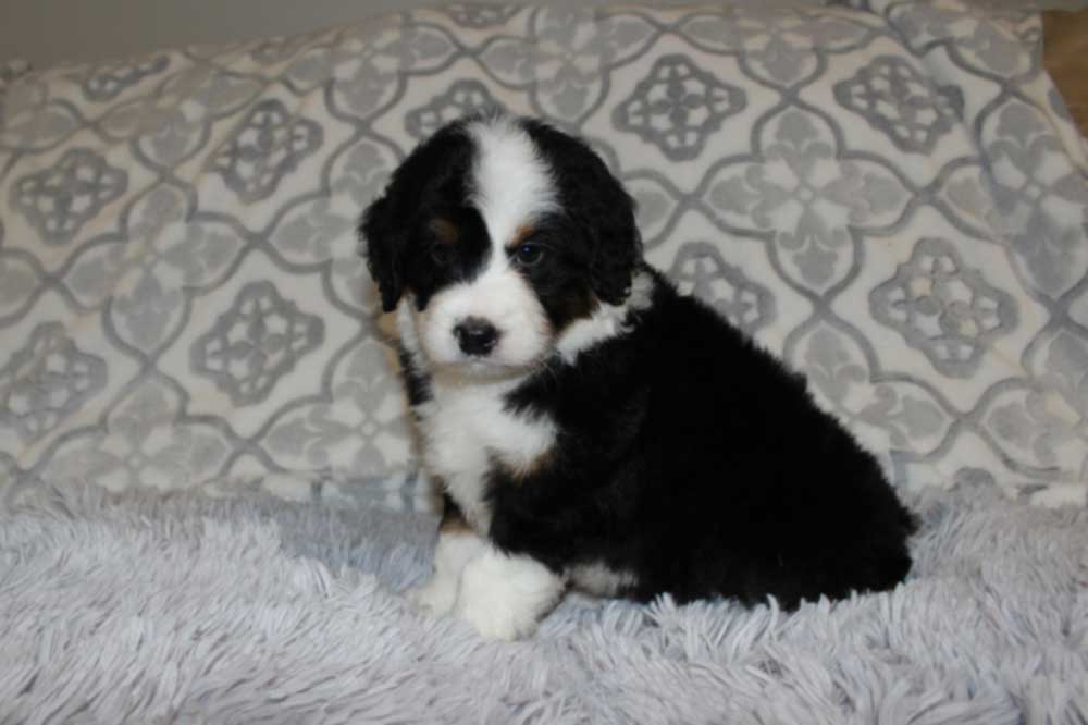 Fountainhead-Orchard Hills Mini Bernedoodle Puppy
